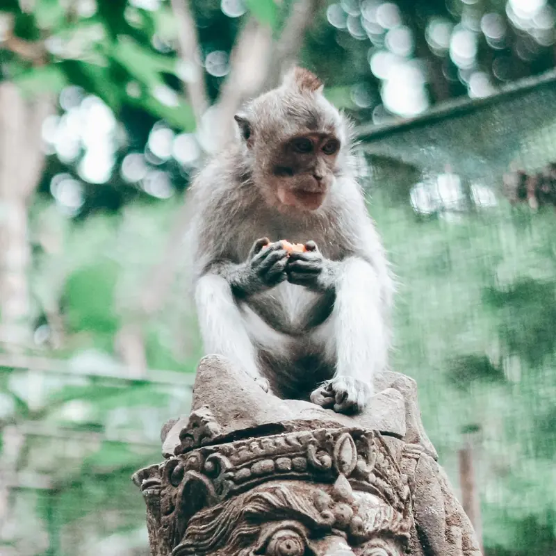 Ubud Area
The Soul of Bali. 🌿 Find your inner peace amidst the emerald rice fields and whispering jungles of Ubud. Experience a stay that nourishes the spirit, managed with the professional care of OUR Villa Management. A true sanctuary for those seeking serenity. 
